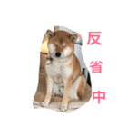 こはっちゃーん（個別スタンプ：7）