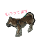 こはっちゃーん（個別スタンプ：11）
