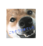 こはっちゃーん（個別スタンプ：12）