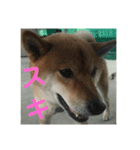 こはっちゃーん（個別スタンプ：13）