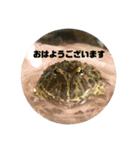 ベルツノガエルのウメさん（個別スタンプ：1）