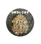 ベルツノガエルのウメさん（個別スタンプ：16）