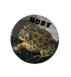 ベルツノガエルのウメさん（個別スタンプ：20）