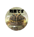 ベルツノガエルのウメさん（個別スタンプ：21）