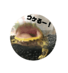ベルツノガエルのウメさん（個別スタンプ：30）