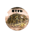 ベルツノガエルのウメさん（個別スタンプ：31）
