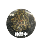 ベルツノガエルのウメさん（個別スタンプ：32）