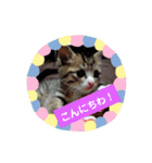 ネコ❤ねこ❤子猫（個別スタンプ：1）