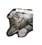 ネコ❤ねこ❤子猫（個別スタンプ：3）