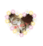 ネコ❤ねこ❤子猫（個別スタンプ：4）
