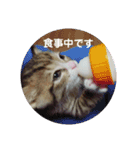 ネコ❤ねこ❤子猫（個別スタンプ：5）