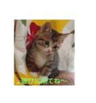 ネコ❤ねこ❤子猫（個別スタンプ：6）