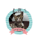 ネコ❤ねこ❤子猫（個別スタンプ：7）