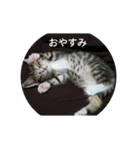 ネコ❤ねこ❤子猫（個別スタンプ：8）