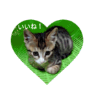 ネコ❤ねこ❤子猫（個別スタンプ：9）