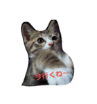 ネコ❤ねこ❤子猫（個別スタンプ：10）