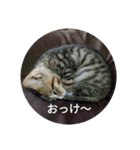 ネコ❤ねこ❤子猫（個別スタンプ：11）