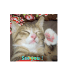 ネコ❤ねこ❤子猫（個別スタンプ：12）