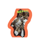ネコ❤ねこ❤子猫（個別スタンプ：13）