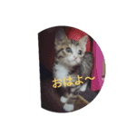 ネコ❤ねこ❤子猫（個別スタンプ：14）