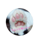 ネコ❤ねこ❤子猫（個別スタンプ：15）