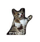 ネコ❤ねこ❤子猫（個別スタンプ：16）
