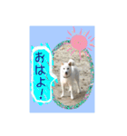 白柴こむぎ 2（個別スタンプ：1）