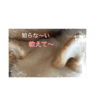 白柴こむぎ 2（個別スタンプ：3）