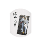 白柴こむぎ 2（個別スタンプ：4）