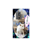 白柴こむぎ 2（個別スタンプ：6）