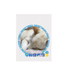 白柴こむぎ 2（個別スタンプ：7）