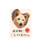 白柴こむぎ 2（個別スタンプ：10）