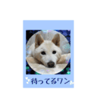 白柴こむぎ 2（個別スタンプ：11）