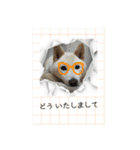 白柴こむぎ 2（個別スタンプ：12）