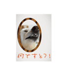 白柴こむぎ 2（個別スタンプ：13）