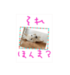 白柴こむぎ 2（個別スタンプ：14）