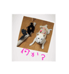 白柴こむぎ 2（個別スタンプ：15）
