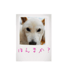 白柴こむぎ 2（個別スタンプ：16）