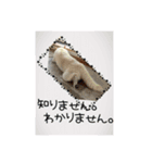 白柴こむぎ 2（個別スタンプ：17）