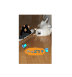 白柴こむぎ 2（個別スタンプ：20）