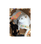 白柴こむぎ 2（個別スタンプ：21）