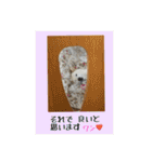 白柴こむぎ 2（個別スタンプ：22）