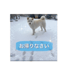 白柴こむぎ 2（個別スタンプ：28）