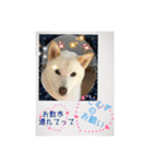 白柴こむぎ 2（個別スタンプ：30）