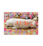 白柴こむぎ 2（個別スタンプ：33）