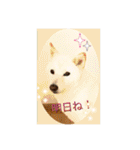 白柴こむぎ 2（個別スタンプ：34）