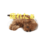 ししまる20180607（個別スタンプ：6）