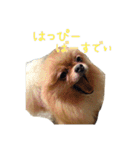 ポメのつーちゃんスタンプ1（個別スタンプ：15）