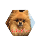 ポメのつーちゃんスタンプ1（個別スタンプ：17）