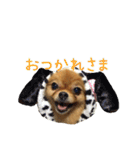 ポメのつーちゃんスタンプ1（個別スタンプ：18）